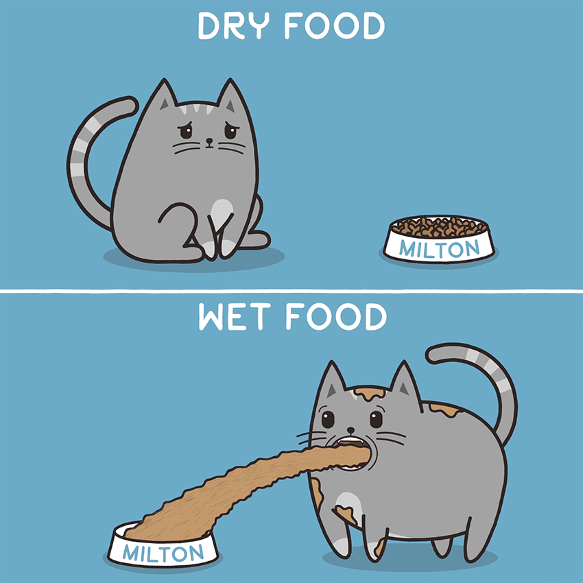 Wet Food Vs Dry Food  Meowingtons