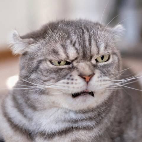 7 Things Humans Do That Cats Secretly Hate – Meowingtons