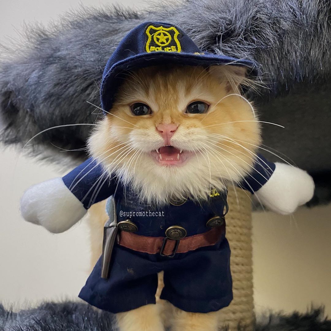 Cat sheriff costume shop