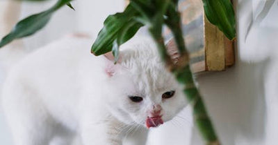 How To Keep Your Cat From Digging In Your Indoor Plants