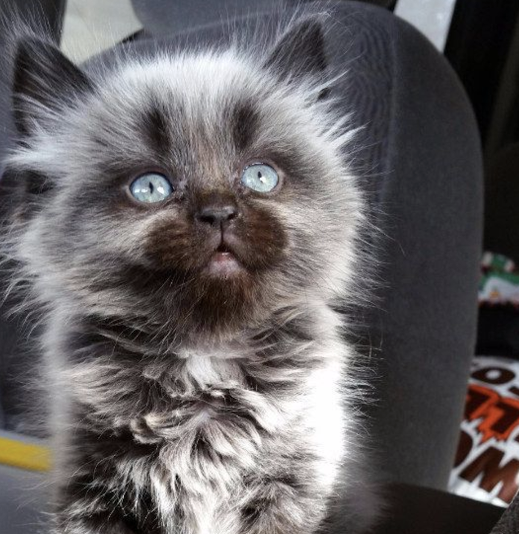 Amazing Color Changing Kittens What Is Fever Coat Meowingtons