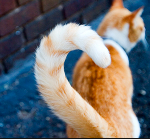 Do You Know What These 8 Cat Tail Positions Mean? Meowingtons