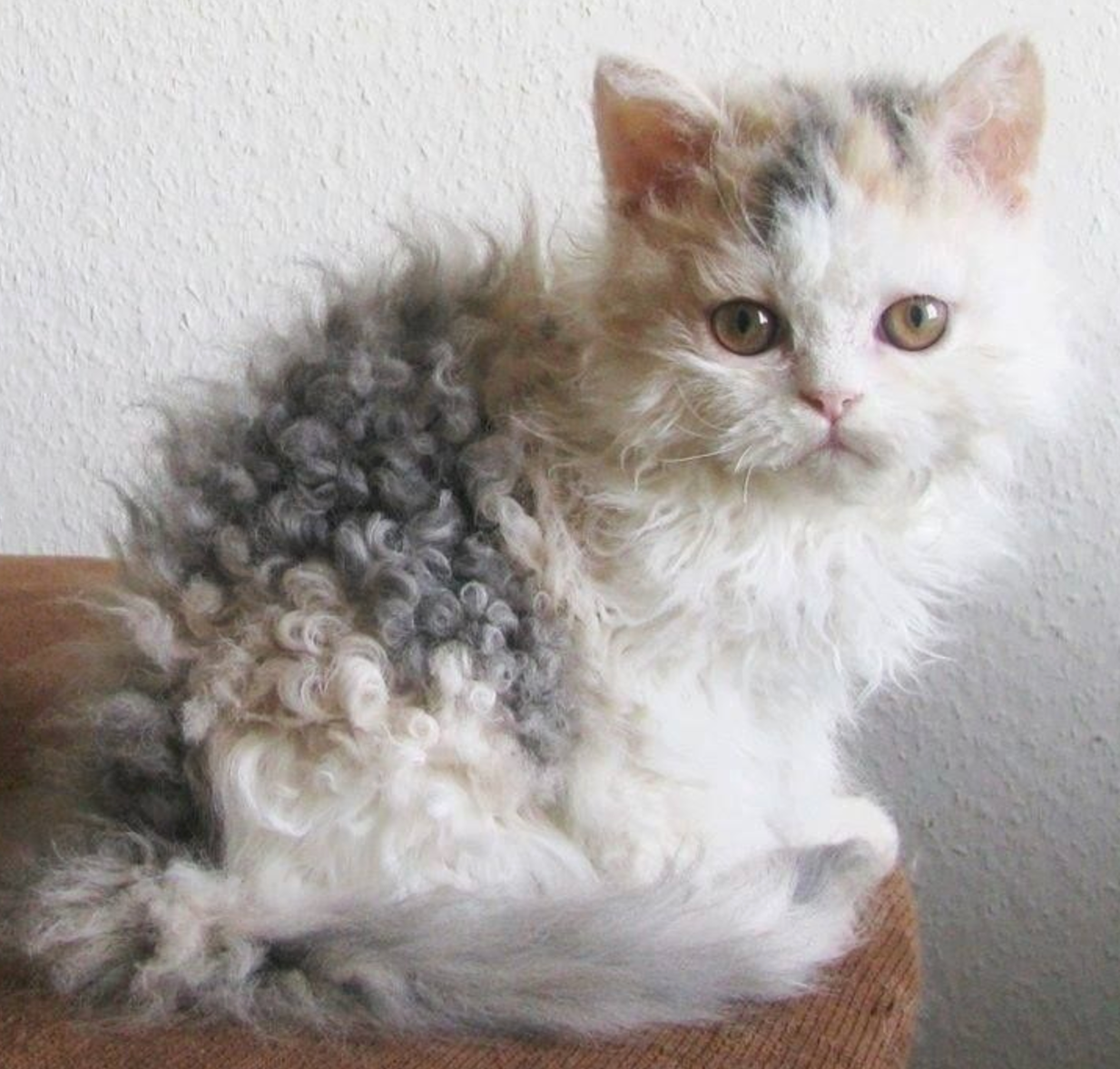 Curly haired cat deals