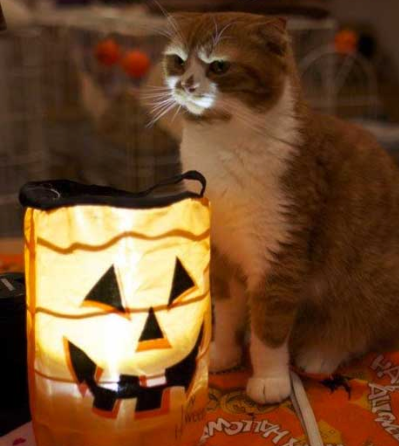 Paranormal Cativity: 10 Scary Stories of Paranormal Pets – Meowingtons