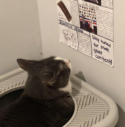 Cat Pooping Outside the Litter Box? Here Are 5 Possible Reasons Why
