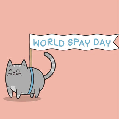 What Is World Spay Day? Why Should We Care?