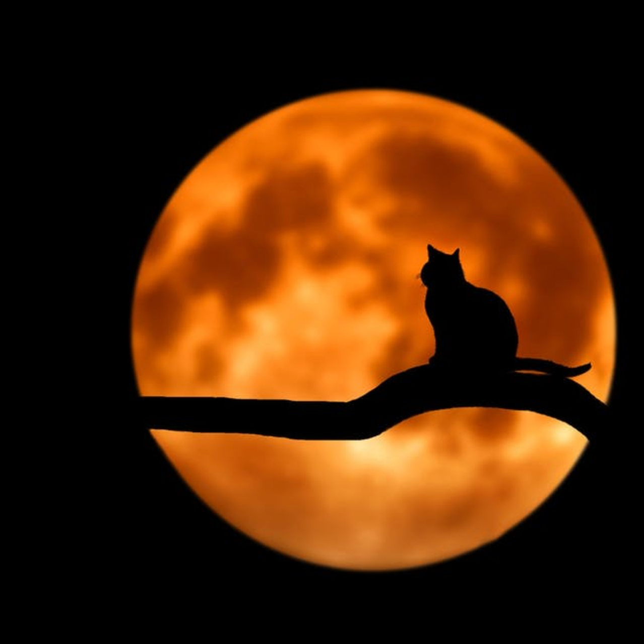 Halloween cat - Culture, Religion & Festivals Icons