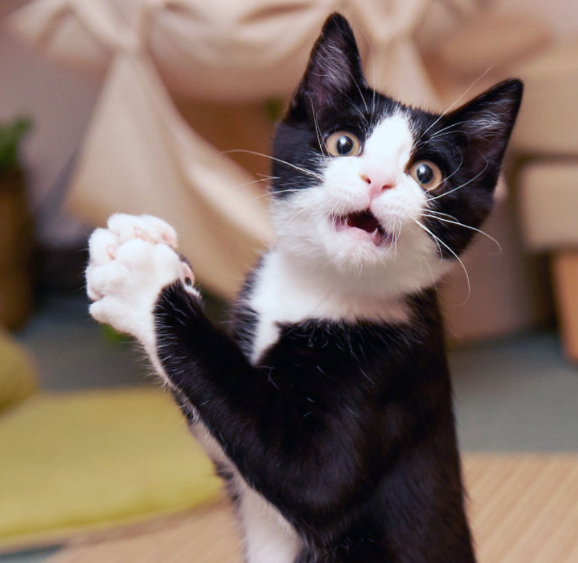 10 Cats That Are Already Prepping for Black Friday