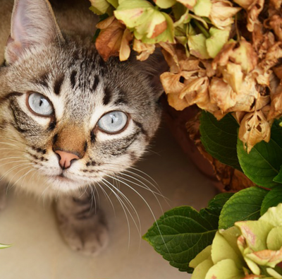Liven Up Your House With These 20 Cat-Friendly Houseplants