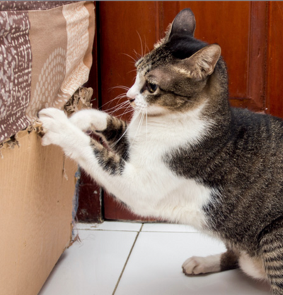 Why Cats Scratch Furniture - And How To Get Them To Stop