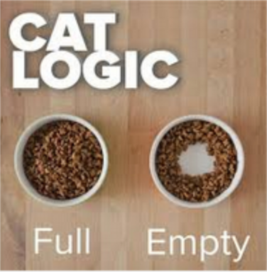 Why Do Cats Always Think Their Food Bowls Are Empty Meowingtons