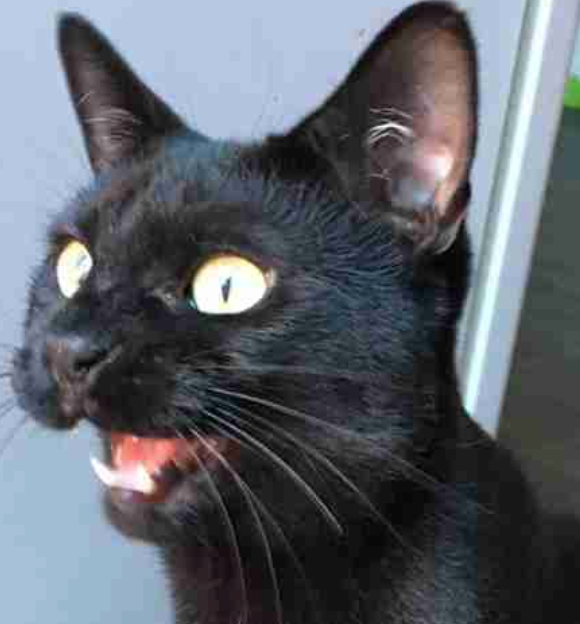 Why Do Cats "Chirp" At Birds? Meowingtons