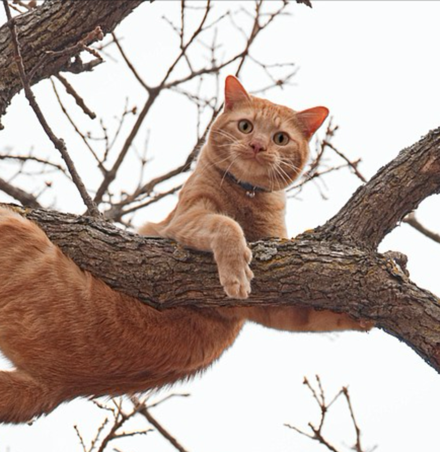 Tree cats top