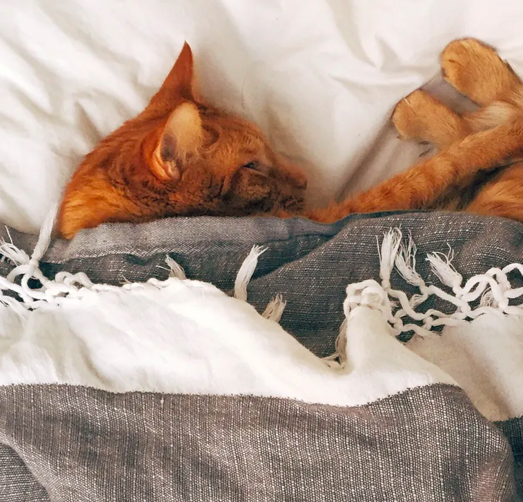 Why Won't My Cat Sleep In Bed With Me? Meowingtons