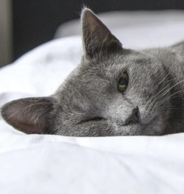 Why Won't My Cat Play Anymore? Meowingtons