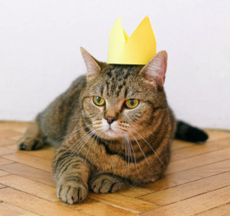 New Year's Resolutions You Can Make With Your Cat