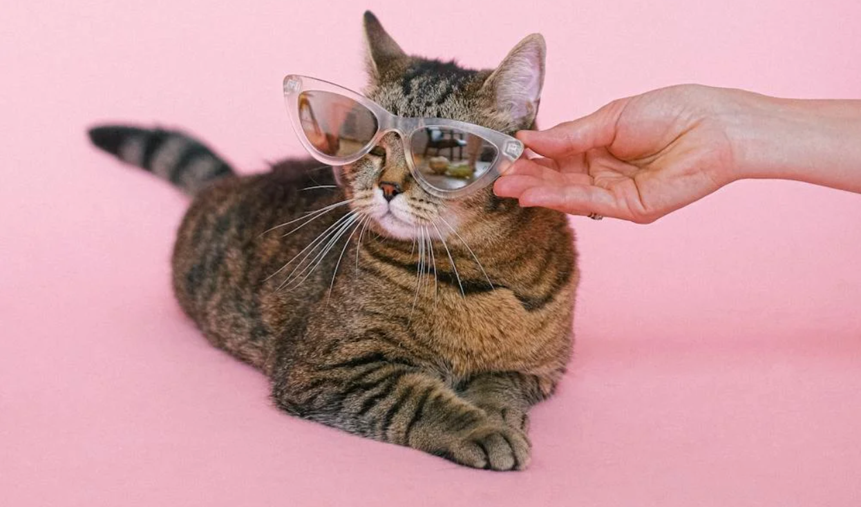 It is the day of enriching global animals! Here are some ideas for boredom cats – Meowingtons