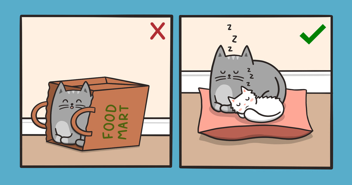 How To Get Your Cat To Actually USE Their Cat Bed – Meowingtons