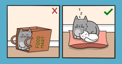 How To Get Your Cat To Actually USE Their Cat Bed