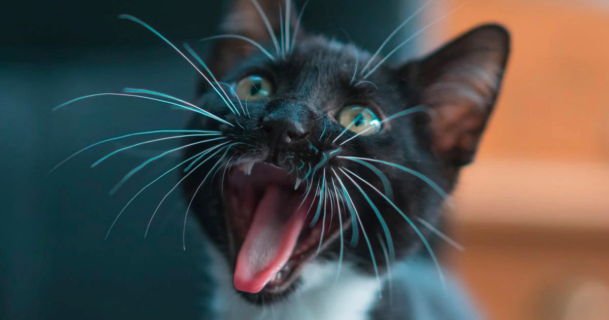 Why Do Cats Have Whiskers, And What Exactly Do They Do? Meowingtons