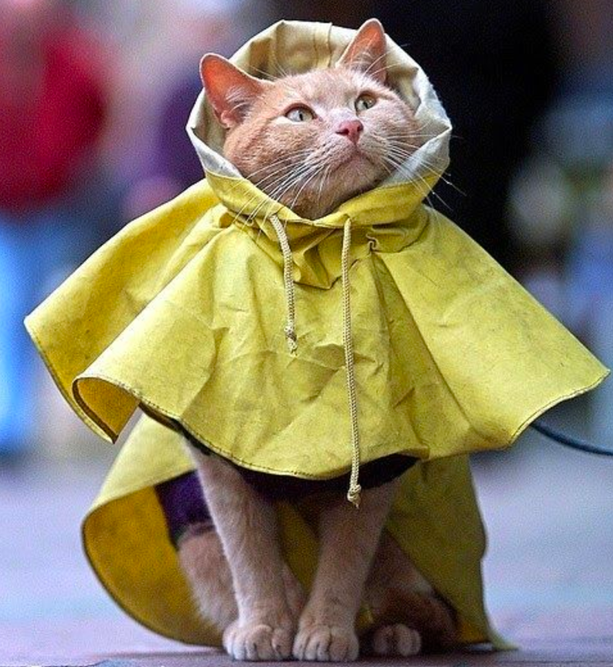 How to Keep Your Pets Safe During a Hurricane Meowingtons