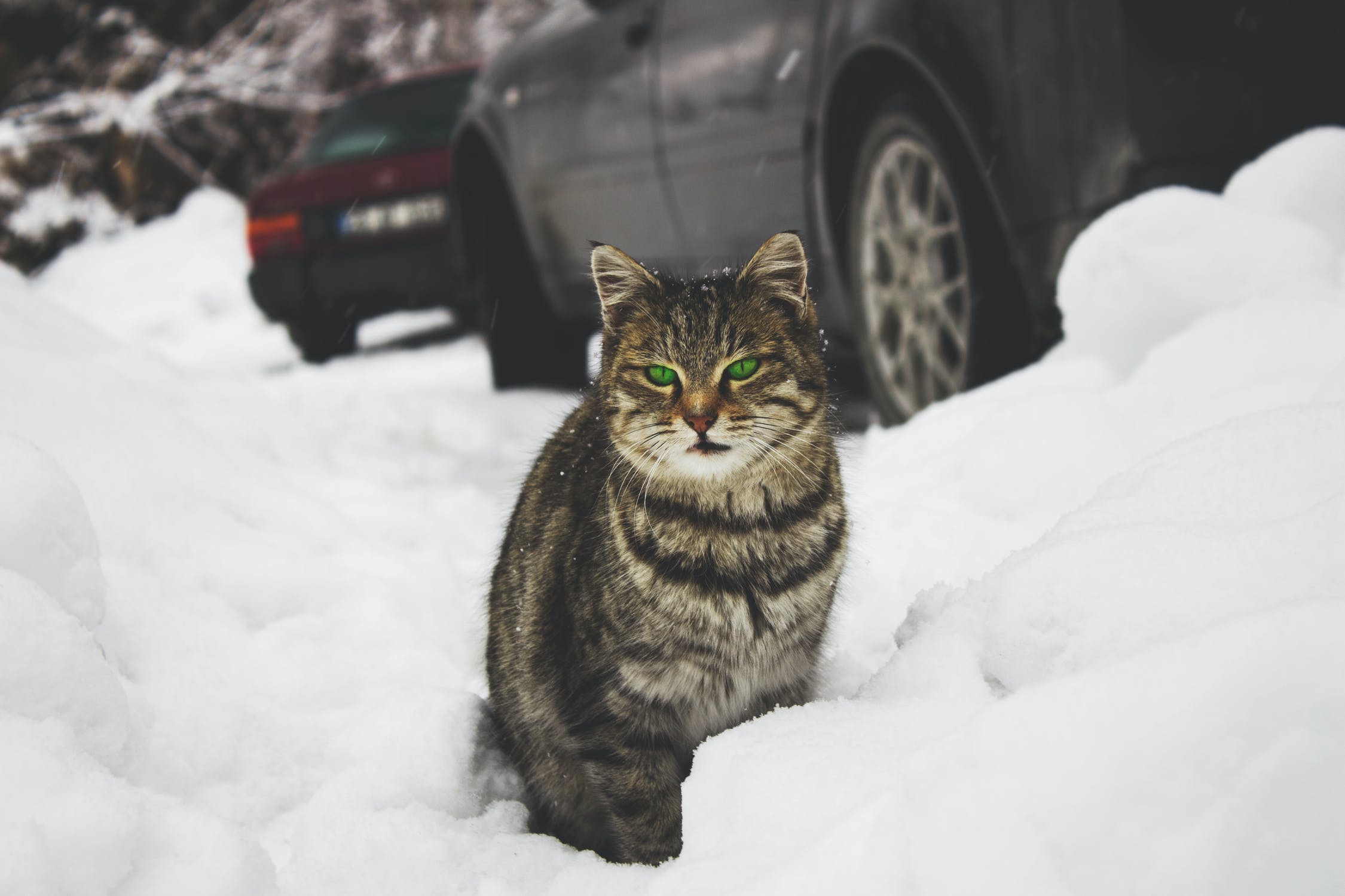 http://www.meowingtons.com/cdn/shop/articles/feral-cat-in-snow.jpg?v=1644356762
