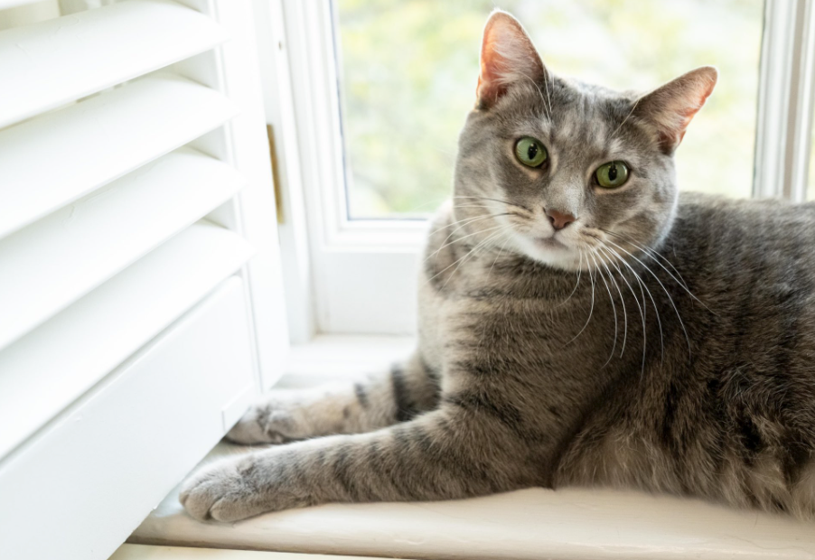White House Welcomes Former Farm Cat As New First Kitty Meowingtons