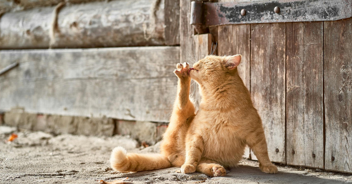 Understanding why cats are guarded doors and how to manage