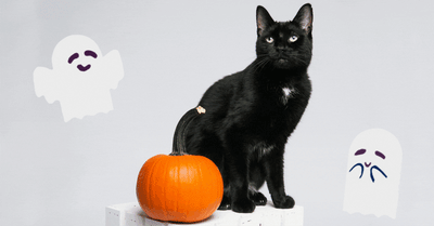 How Black Cats Became Associated With Halloween