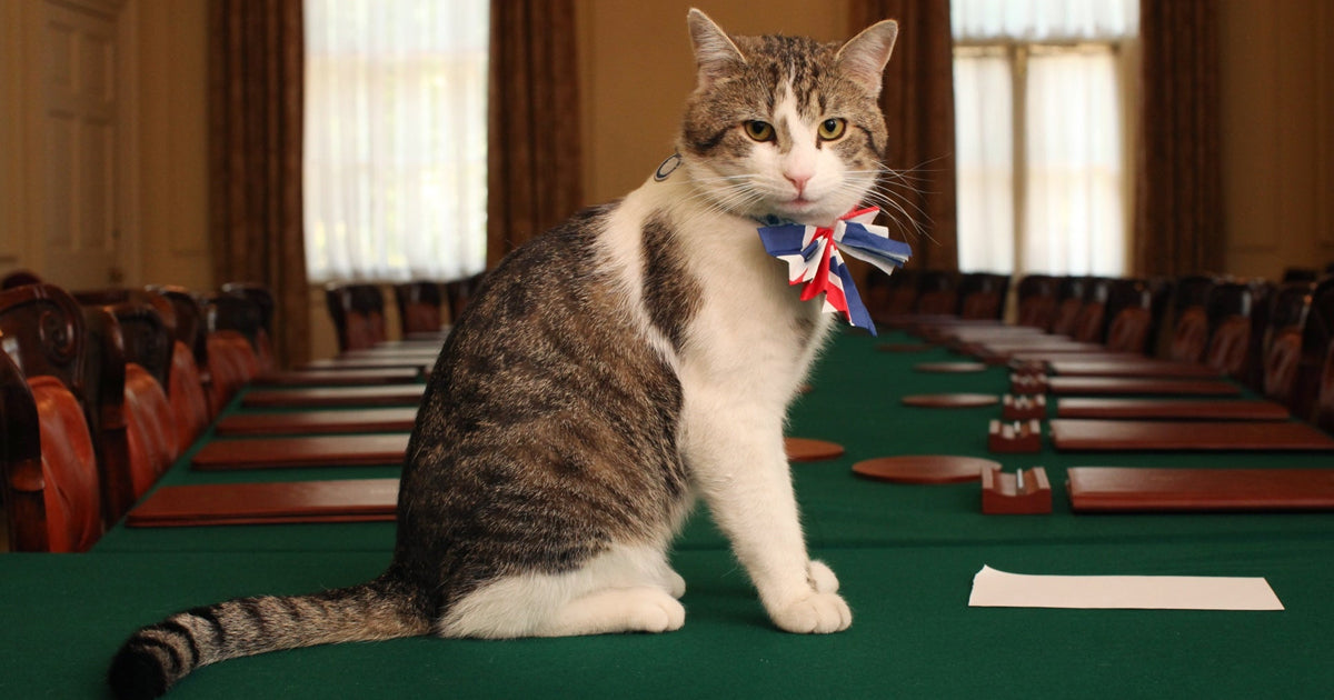 Larry Al -Qatta welcomes the Sixth UK Prime Minister – Meowingtons