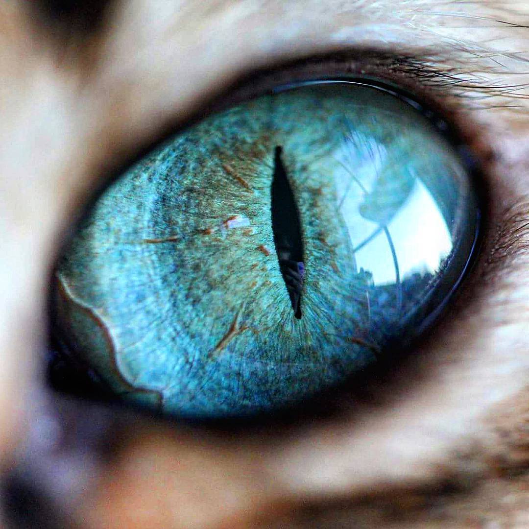 Mesmerizing Macro Photos Highlight Colorful Details of Cat Eyes –  Meowingtons