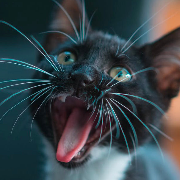 Cat meowing at door all night hot sale