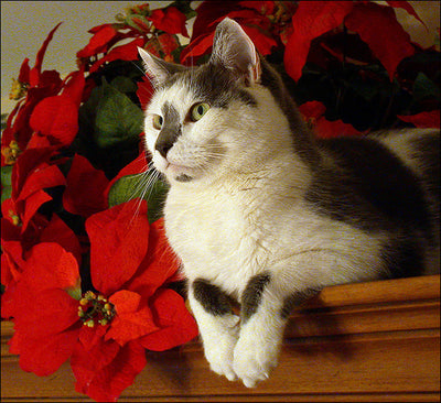 4 Common Holiday Plants That Are Poisonous for Pets