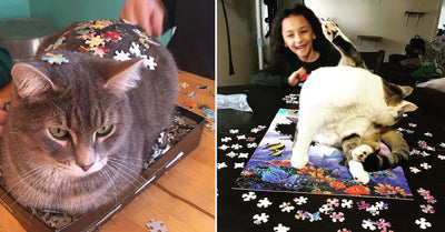 10 Cats Who Are Definitely "Helping" Finish That Puzzle