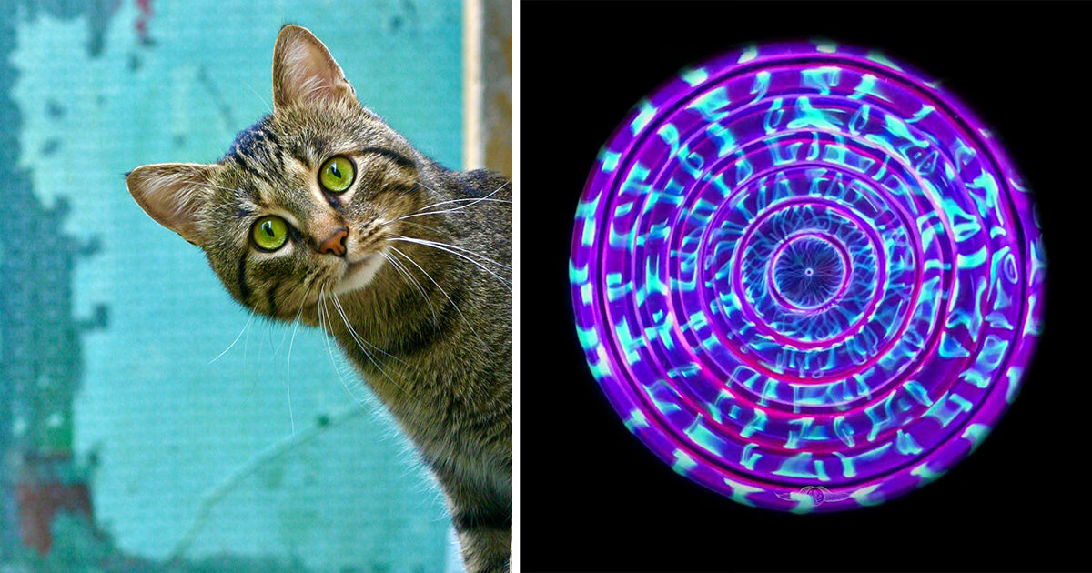 A Unique Imaging Technique Reveals What a Cat's Purr Looks Like, And I