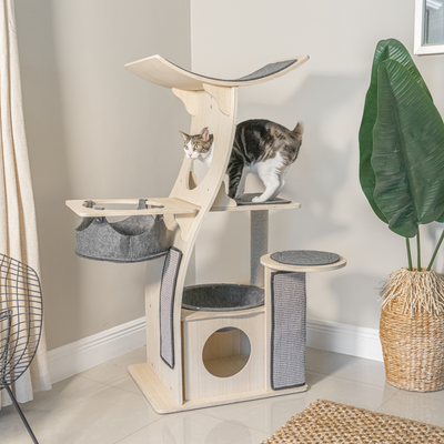 Brown and white tabby cat with a bob tail standing on an ash wood cat tree.