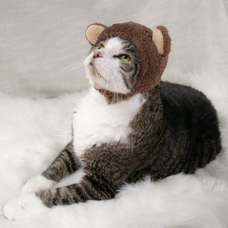 Teddy Bear Hat Cat Costume