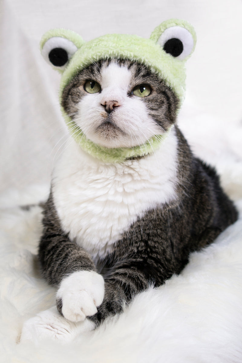 Be Hoppy Frog Hat Cat Costume