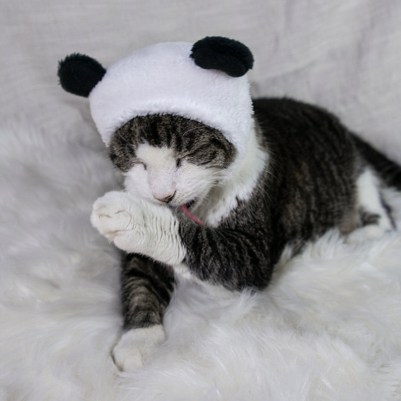 Panda Bear Hat Cat Costume