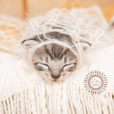These Rescue Kittens Got a "Newborn" Photo Shoot to Help Them Get Adopted
