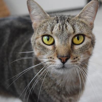 Blusie | Adopted!