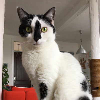 Oreo | Adopted!