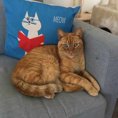 Thomas O'Malley | Adopted