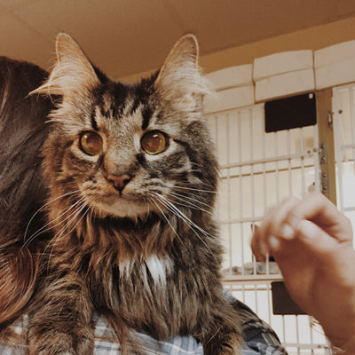 Duff | Adopted!