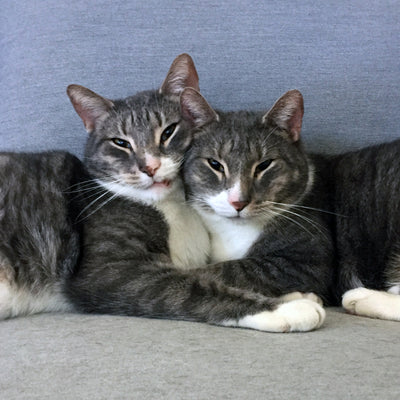 Raphael & Louie | Adopted!