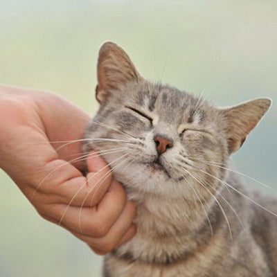 Have You Been Petting Your Cat Wrong?