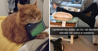 15 Photos & Videos That Prove Cats Can Be Good Boys, Too