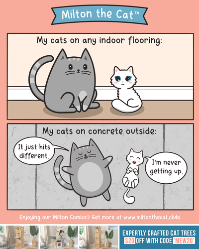Cats And Concrete