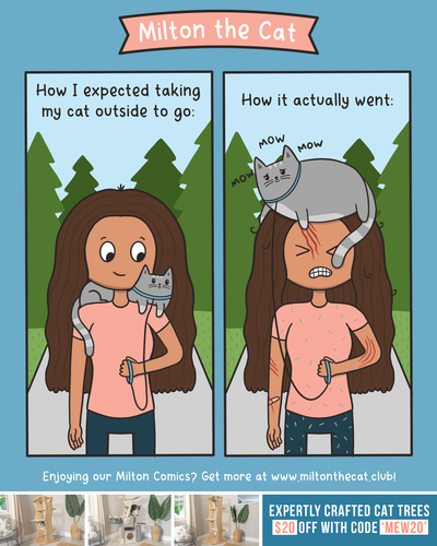 Harness Training Expectation vs Reality