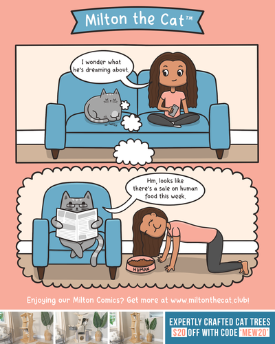 What Do Cats Dream About